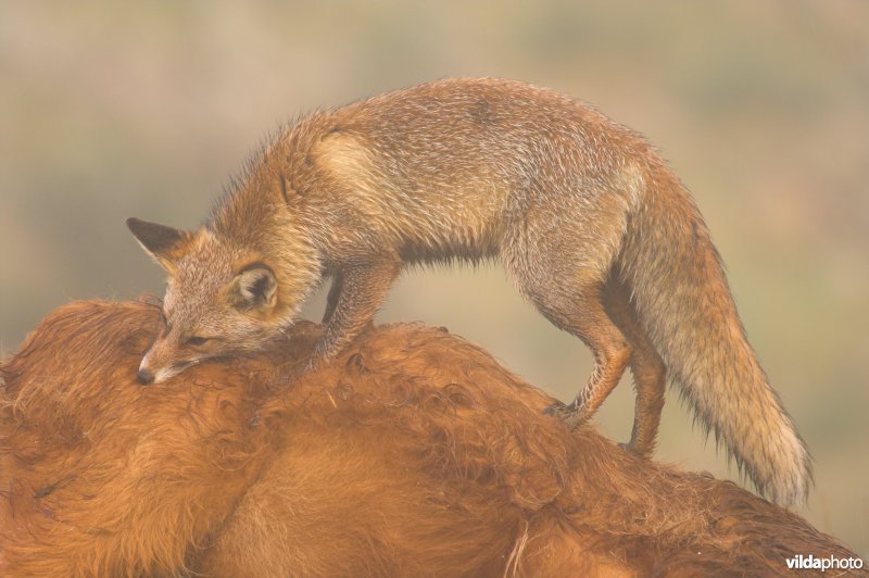 Vos eet van karkas koe