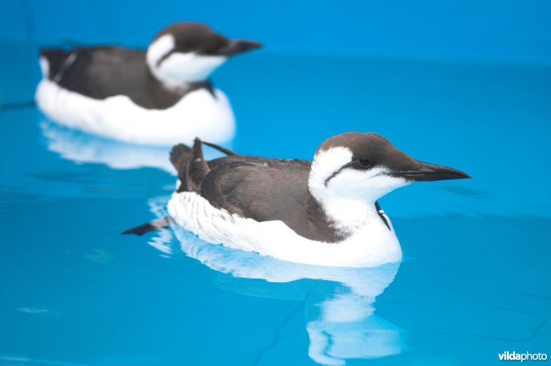 Zeekoeten herstellen op zwembad