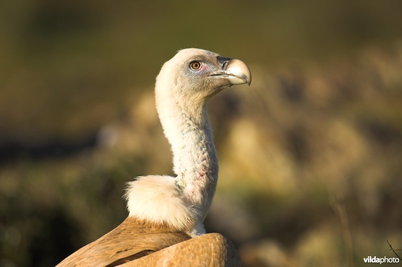 Kop van Vale Gier