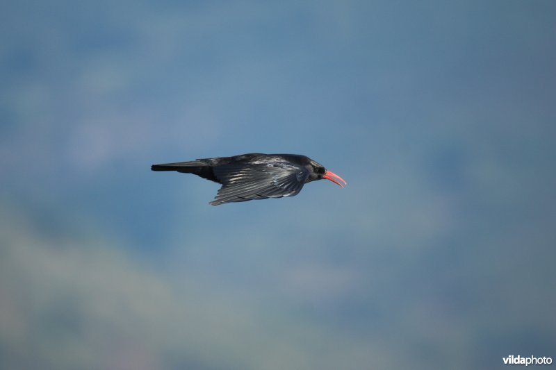 Alpenkraai in vlucht