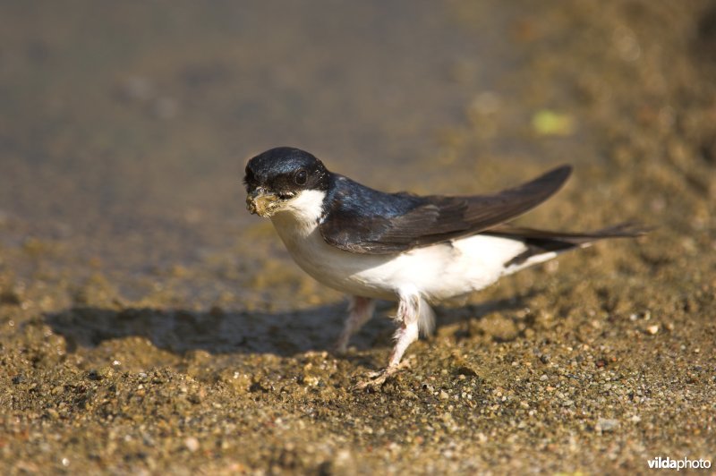 Huiszwaluwen verzamelen modder om nest te bouwen