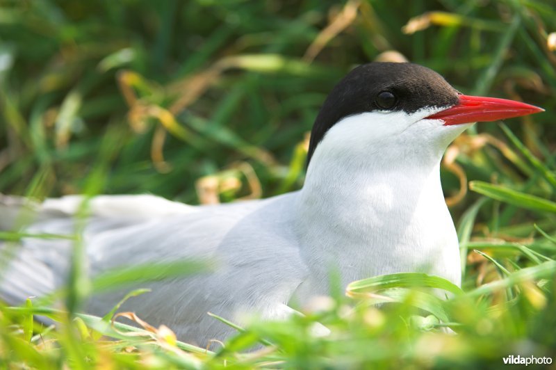 Noordse stern op nest