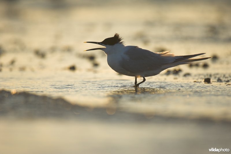Krijsende Grote Stern