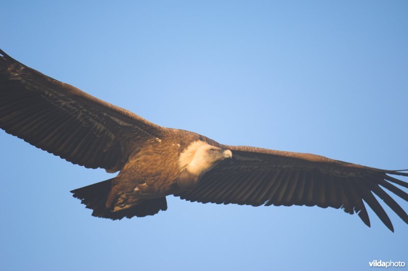 Vale Gier in vlucht