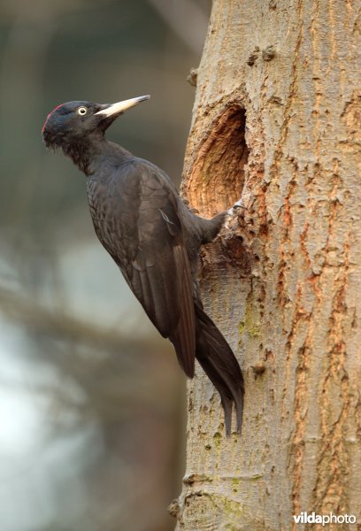 Vrouwtje Zwarte Specht bij slaaphol
