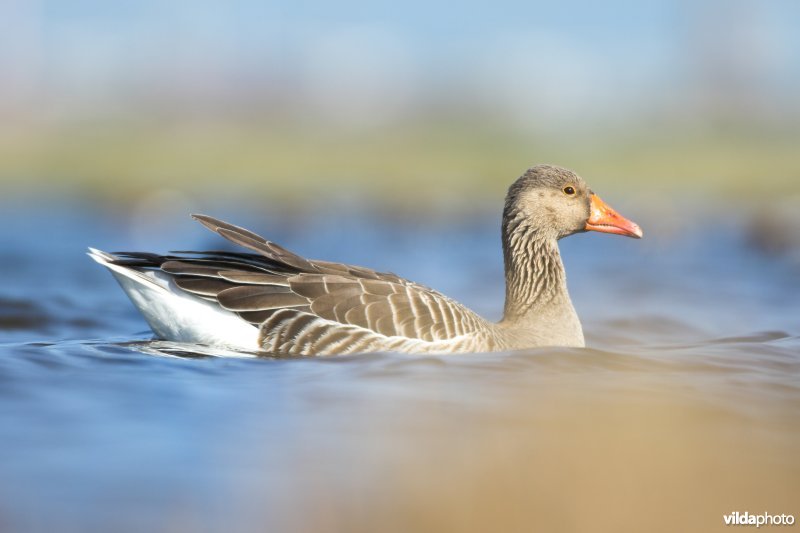 Grauwe Gans