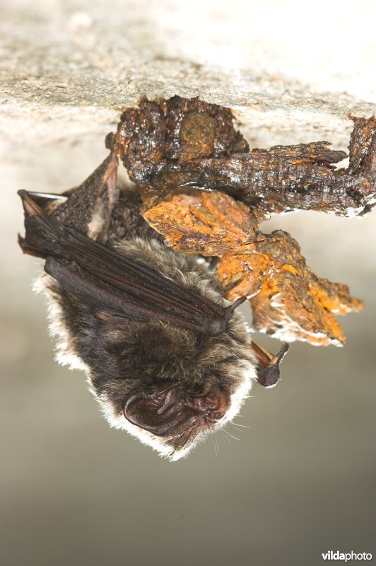 Slapende Mopsvleermuis