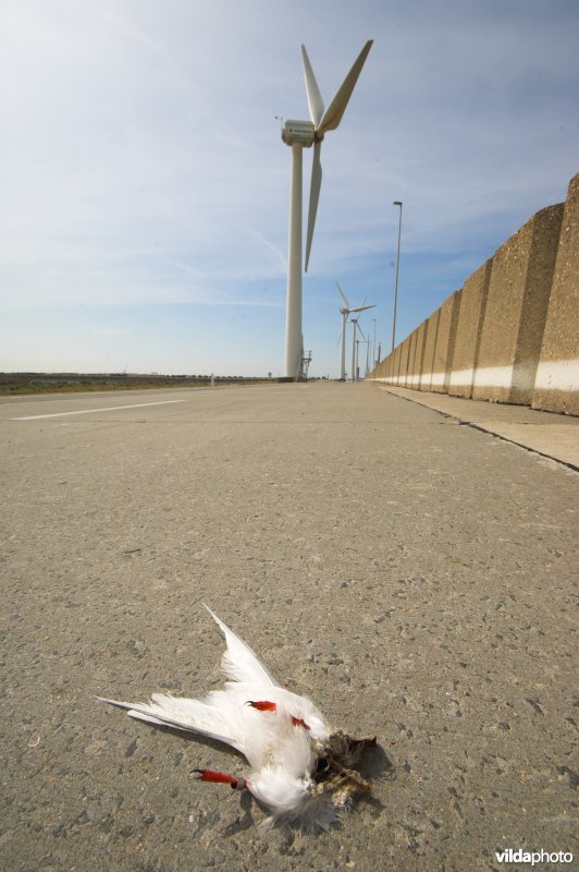 Slachtoffer van een windmolen