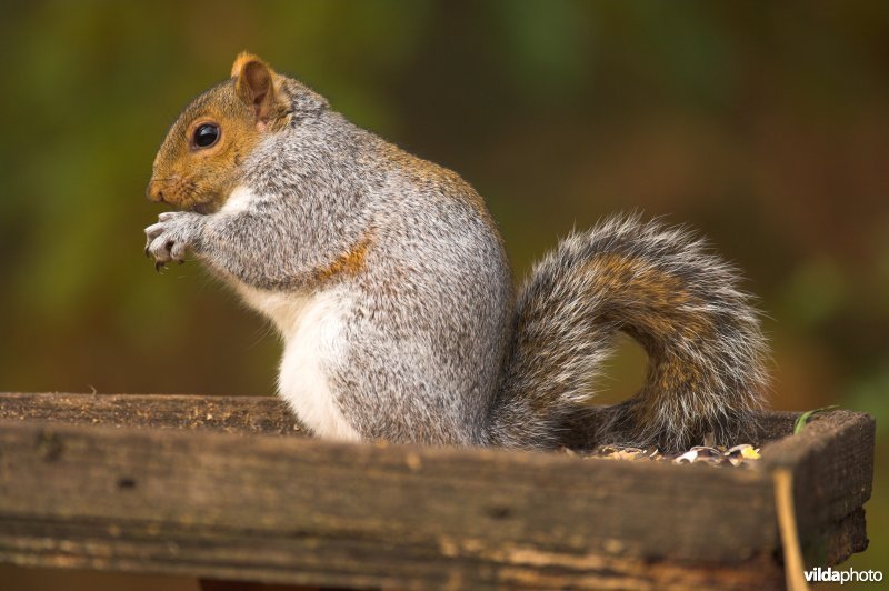 Grijze eekhoorn op voederplank