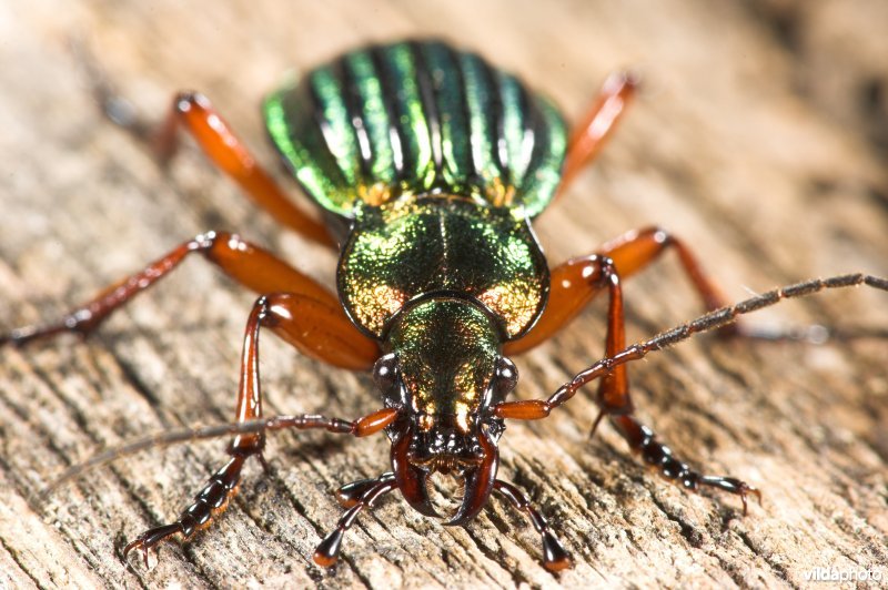 Goudglanzende loopkever