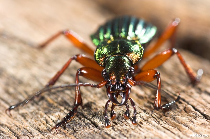 Goudglanzende loopkever