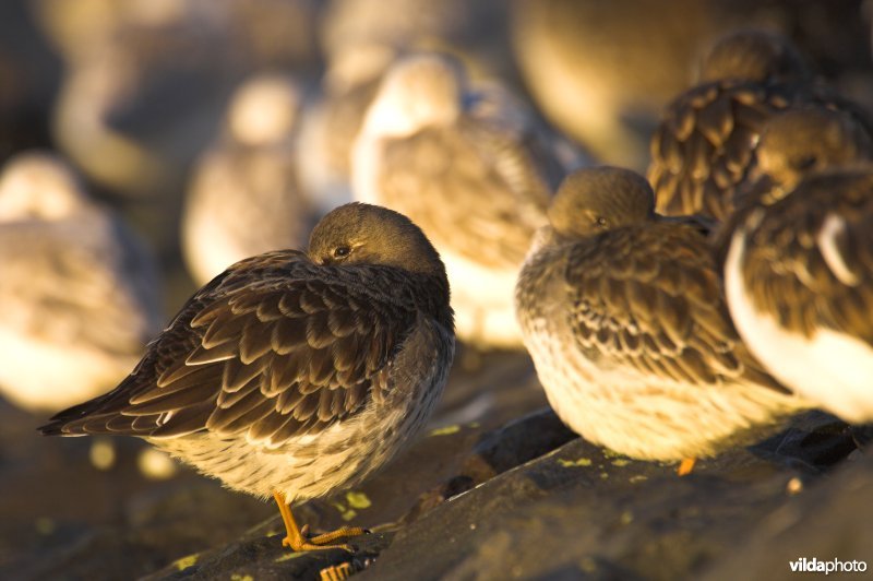 Groepje Paarse Strandlopers