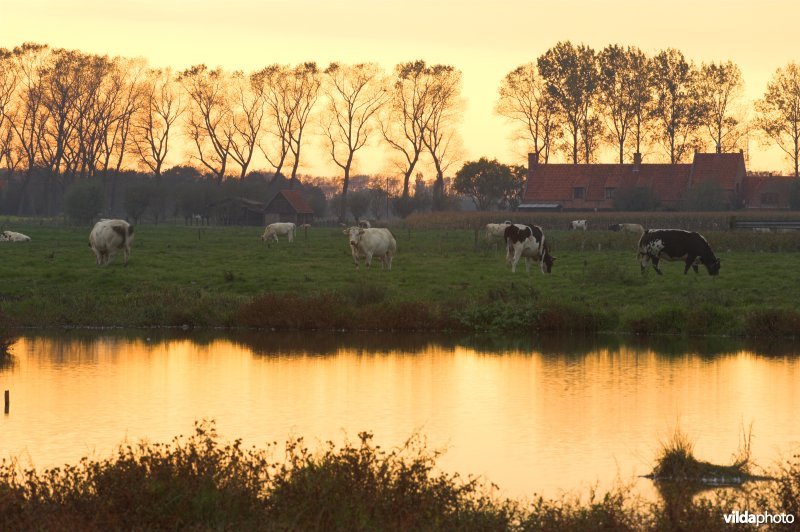 Natuurreservaat Stadswallen van Damme