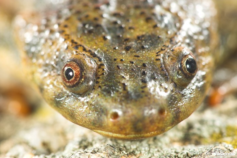 Kop van Spaanse Ribbensalamander