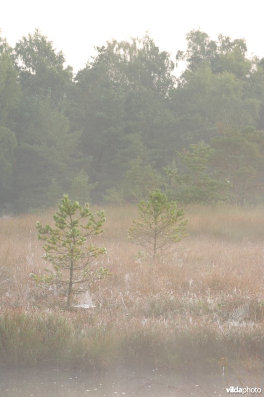 Landschap de Liereman