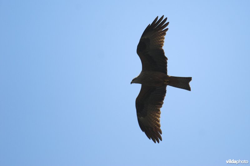 Zwarte Wouw in vlucht
