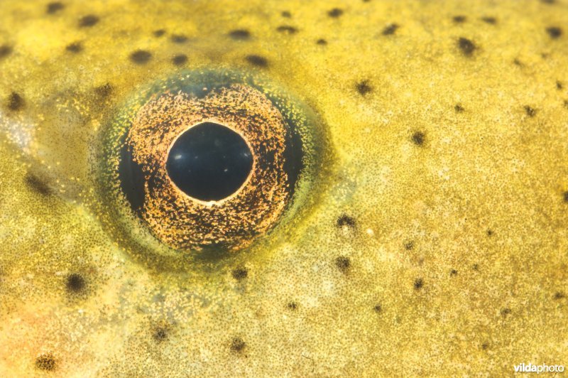 Oog van larve van Brulkikker