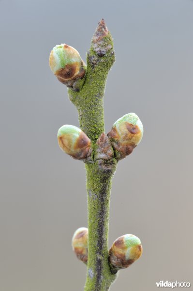 Knop van meidoorn