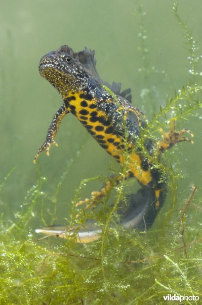 Kamsalamander