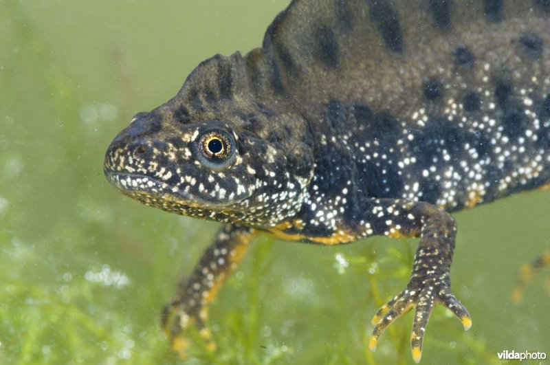 Kamsalamander