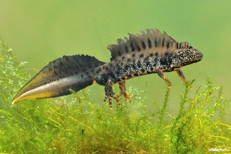 Kamsalamander