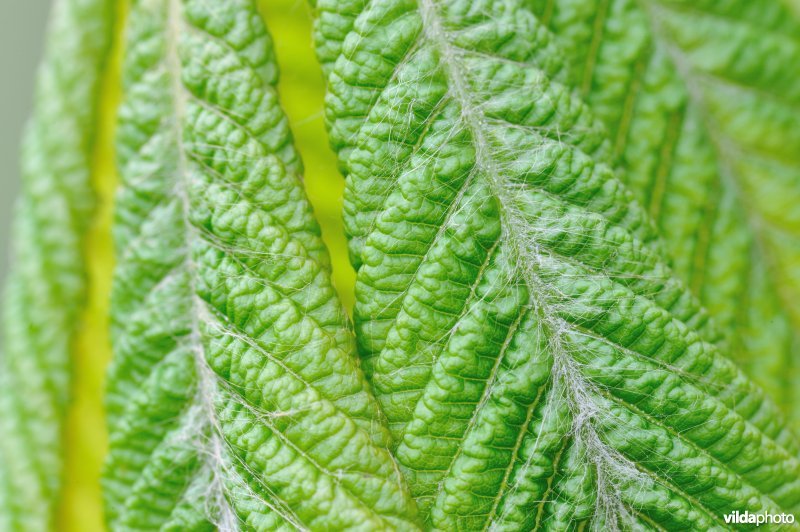 Detail van Paardenkastanjebladeren