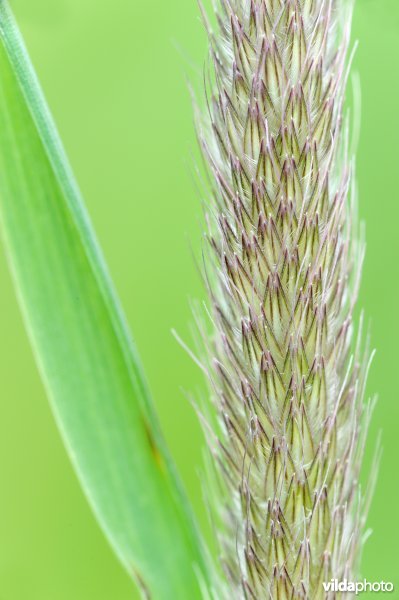 Bloeiwijze van Grote vossenstaart