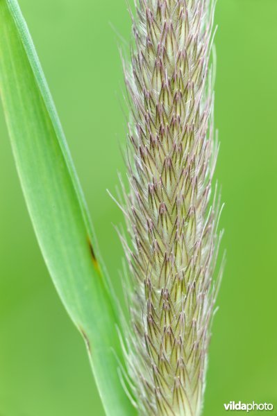 Bloeiwijze van Grote vossenstaart