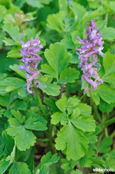 Bloeiende holwortels