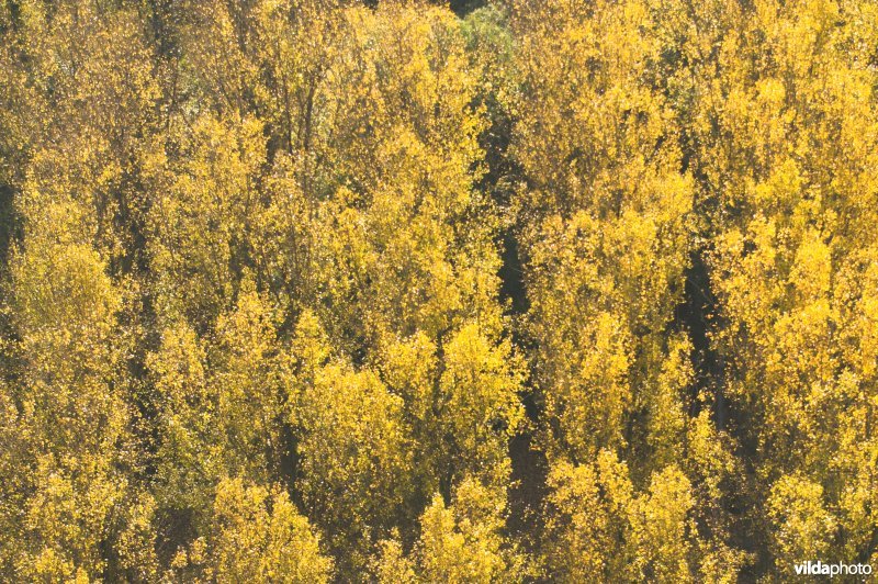 Luchtfoto van populieren in de herfst