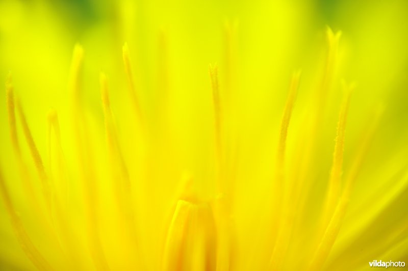 Paardenbloem