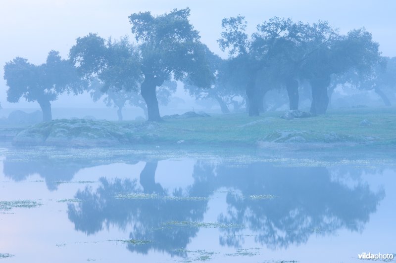 Dehesa in Extremadura