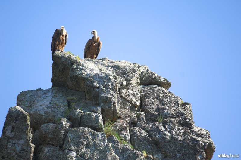 Vale Gieren op de gierenrots Pena Falcon