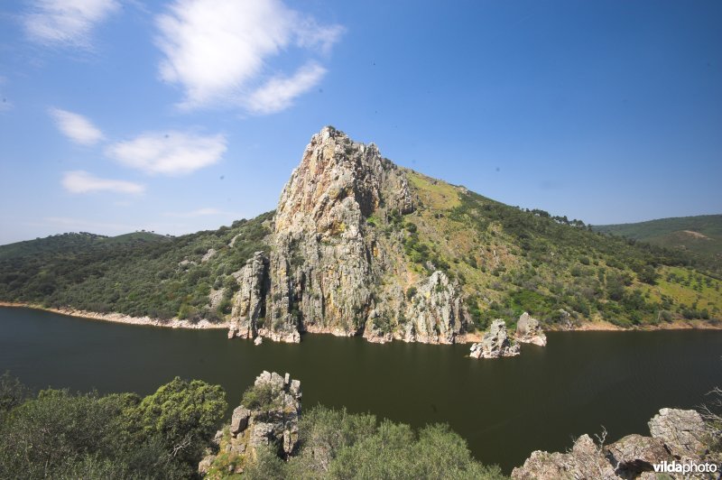 Gierenrots Pena Falcon