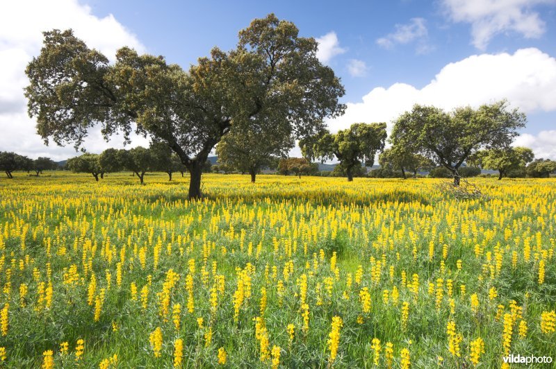 Dehesa in bloei te Extremadura
