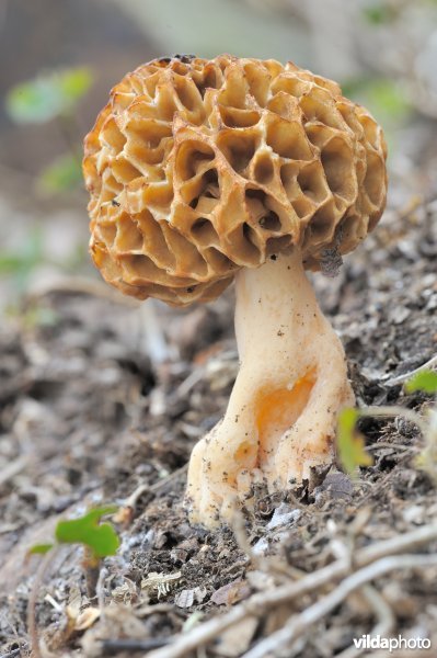 Gewone morielje