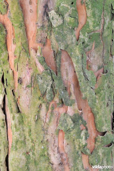 Schors van Amandelwilg