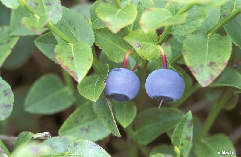 Besjes van blauwe bosbes