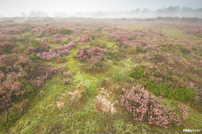 Kalmthoutse heide