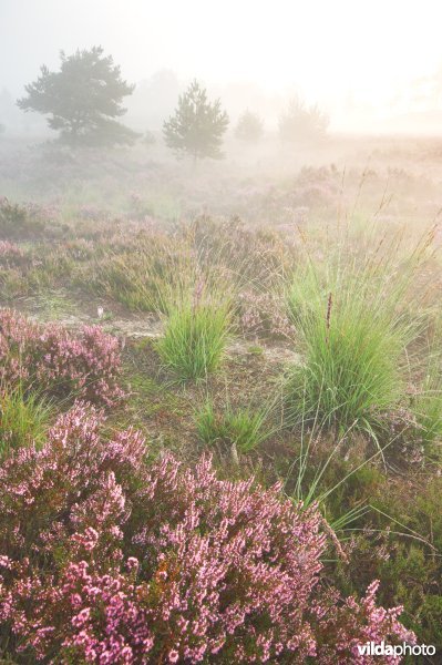 Kalmthoutse heide