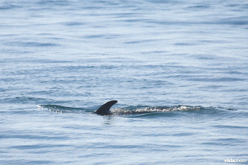 Witsnuitdolfijn in de Noordzee