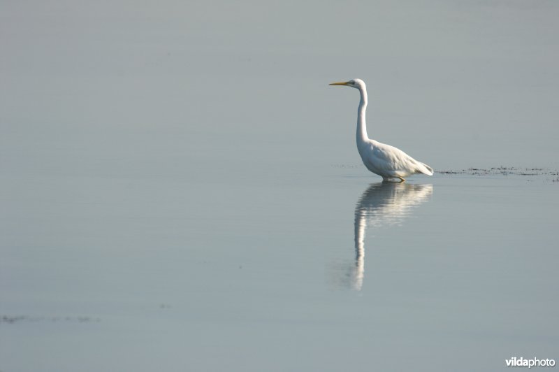 Grote zilverreiger