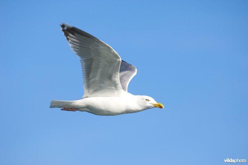 Zilvermeeuw in vlucht