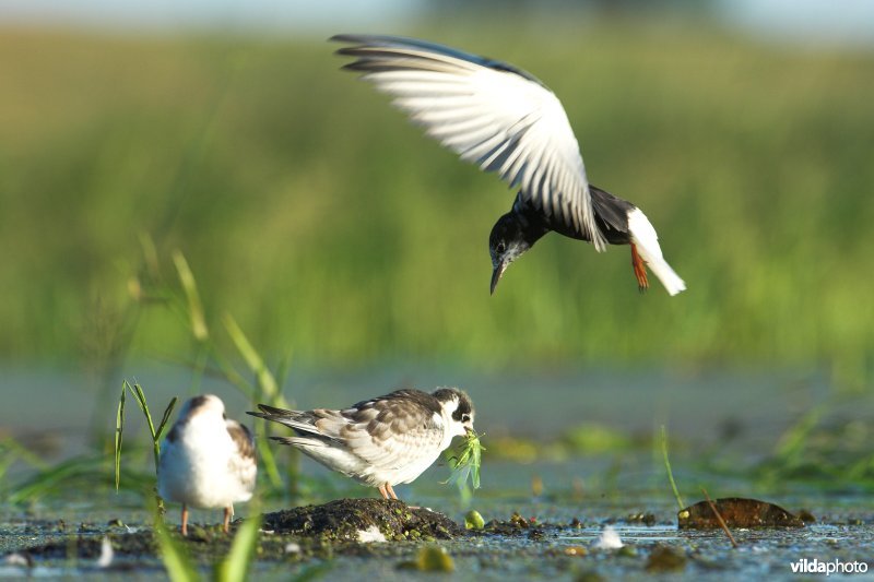 Witvleugelsternen op nest