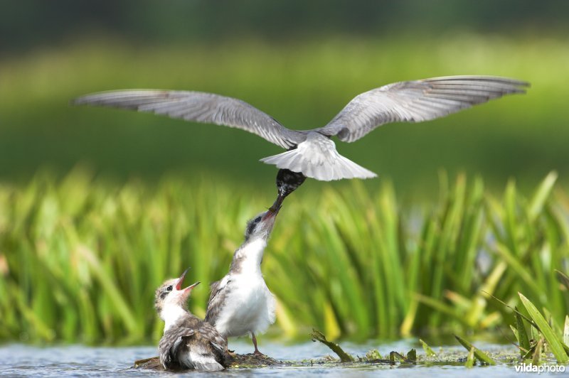 Zwarte Stern voedert jongen