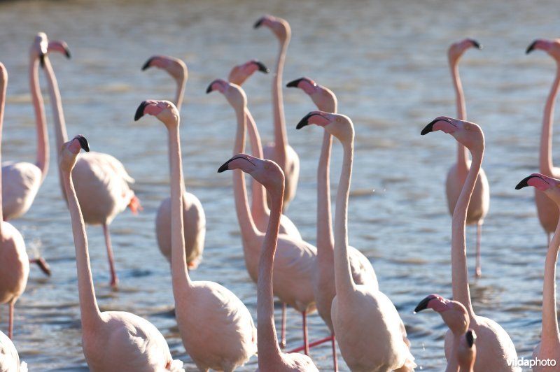 Baltsende Flamingo's