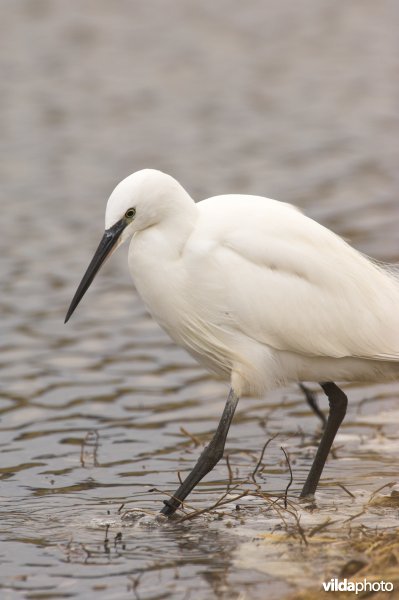 Kleine Zilverreiger