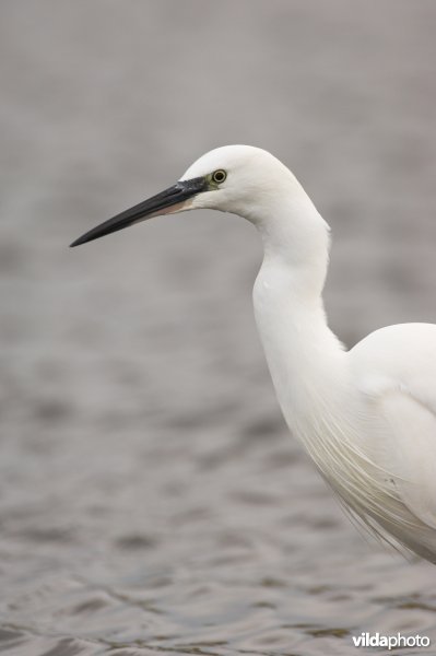 Portret Kleine Zilverreiger