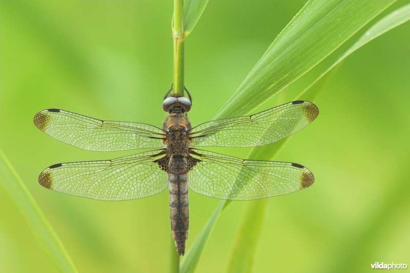 Vrouwtje Bruine korenbout