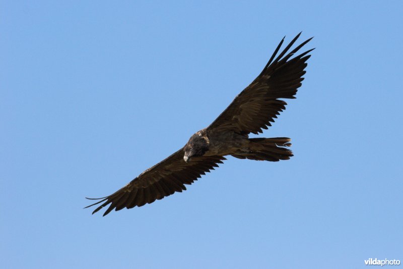 Lammergier in vlucht